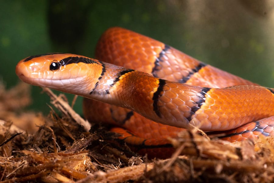 A reddish-orange milk snake with black bands across its body, coiled on wood chips as shown in a reptile guide.