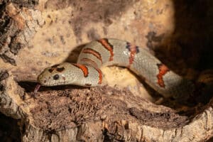 A grey milk snake with orange and black bands resting on textured bark with its tongue extended.