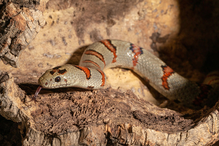 A grey milk snake with orange and black bands resting on textured bark with its tongue extended.