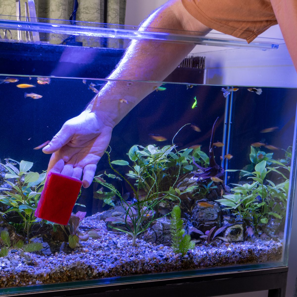 Gravel vacuum cleaning the substrate of a planted freshwater aquarium