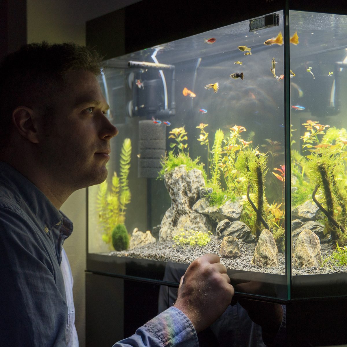 Homeowner admiring a newly set up planted aquarium