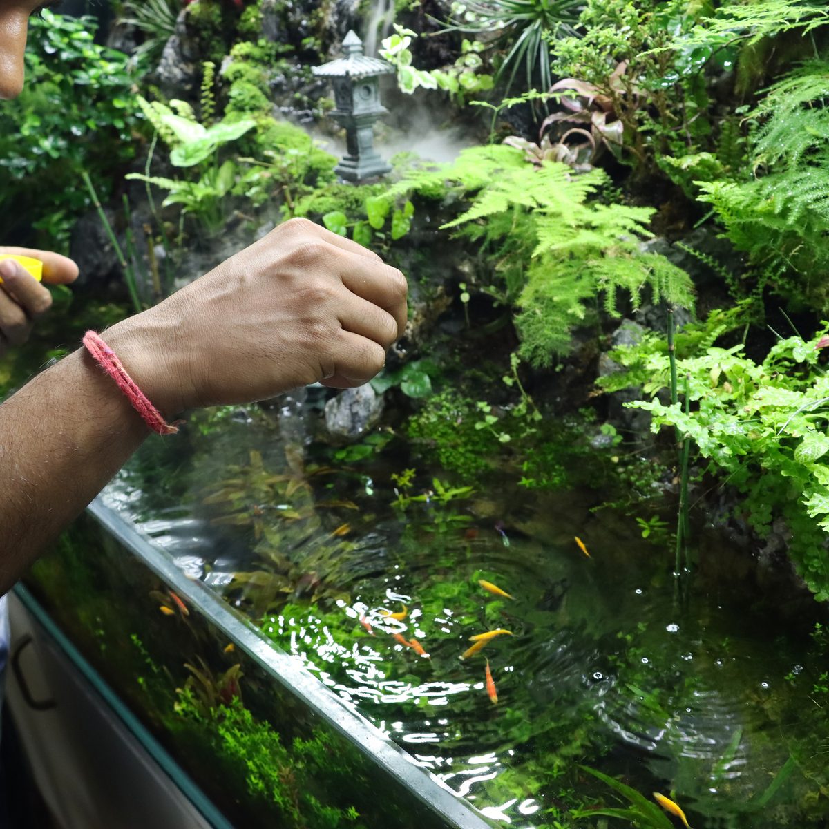 Planting live aquarium plants in a freshwater aquascape