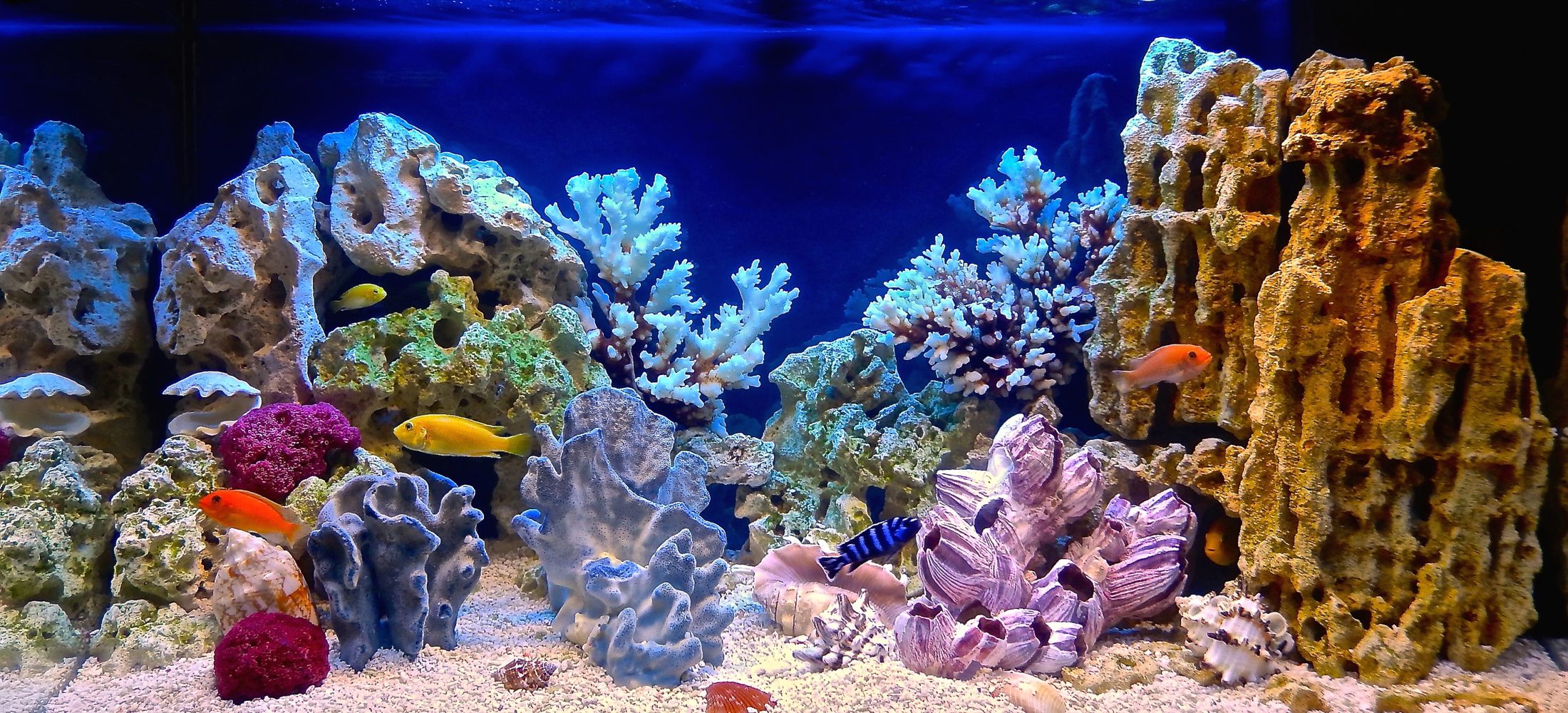 Large saltwater aquarium with live rock, corals and tropical fish